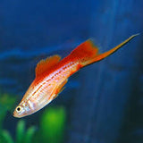 Pineapple Swordtail