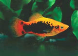 Multi Coloured Platy