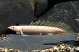 Polypterus Senegalis