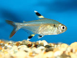 Pristella Tetra