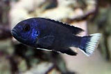 Psudotropheus Delhesi