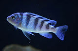 Psudotropheus Kenyi