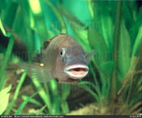 Psudotropheus Nyessei