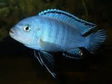 Psudotropheus Solnsei