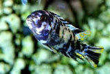 Psudotropheus Zebra