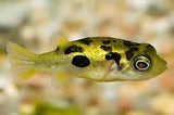 Pygmy Puffer