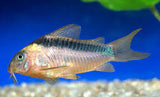 Rabauti Corydoras