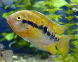 Raibow Cichlid