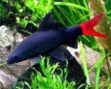 Red tail Black Shark
