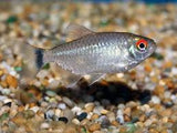 Red Eye Tetra