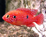 Red/Green Juwel