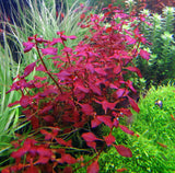 Red Ludwigia