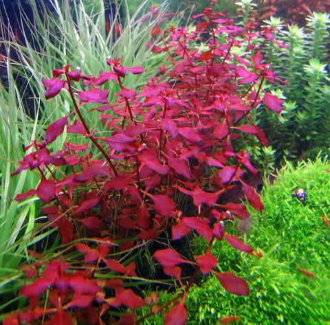 Red Ludwigia