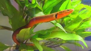 Reed fish – Acres Aquatics