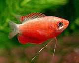 Robin Gourami