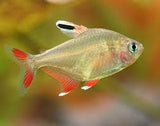 Rosy Tetra