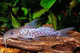 Synodontis Multipunctatlus