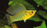 Sailfin Molly