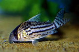 Shwartzi Corydorous