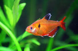 Serpae Tetra