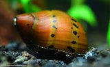 Assassin Snail