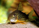 Sterbai Corydorus