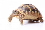 Sulcata Tortoise (Centrochelys sulcata)