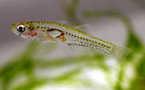 Sumatran Goby