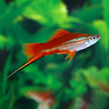 Multi coloured Swordtail