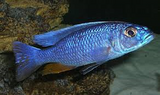 Sciaenochromis Fryeri