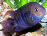 T-Bar Cichlid