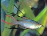 Threadfin Rainbow