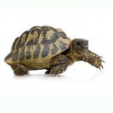 Hermann's Tortoise (Testudo Hermanni)