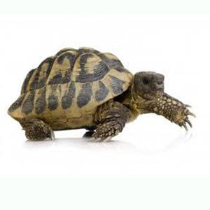 Hermans Tortoise for Sale Hermans Tortoise for Sale