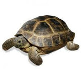 Horsefield Tortoise (Testudo Horsfieldii)