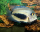 Waroo Cichlid