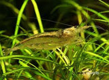 Yamatoa Shrimp