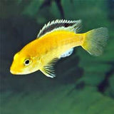 Yellow Labidochromis