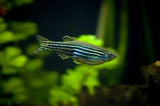 Zebra Danio