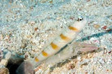 Zodiac Goby